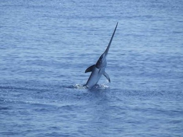 Xiphias gladius
